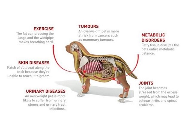 CANINE OBESITY - PART TWO » Stokenchurch Dog Rescue - Canine Obesity And Grape Consumption Health Coaching